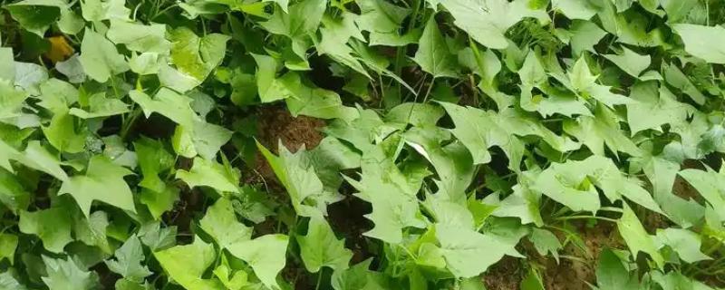 空心菜类似的菜有哪些，有红薯叶、菜心等