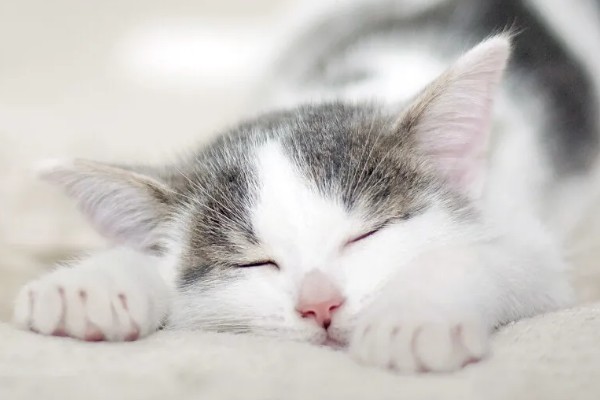 怎样让猫咪熄灯就睡觉，需要改变猫咪的生活作息