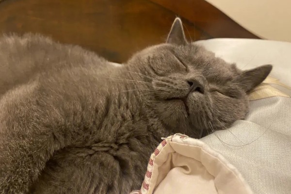 怎样让猫咪熄灯就睡觉，需要改变猫咪的生活作息