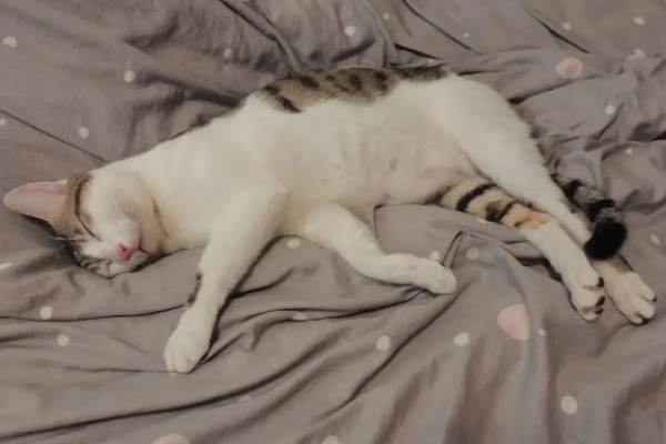怎样让猫咪熄灯就睡觉，需要改变猫咪的生活作息