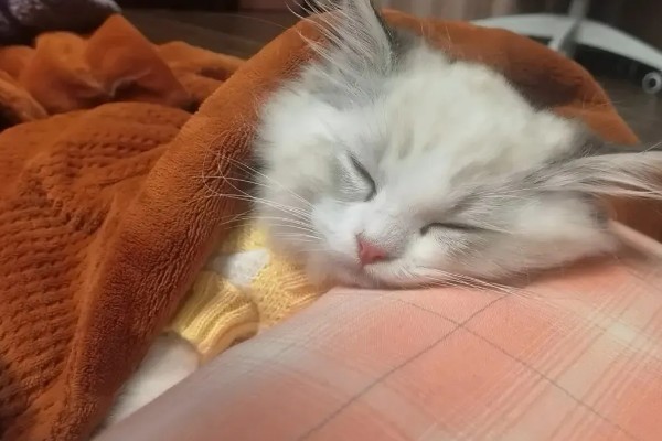 怎样让猫咪熄灯就睡觉，需要改变猫咪的生活作息