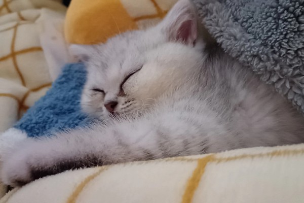 怎样让猫咪熄灯就睡觉，需要改变猫咪的生活作息