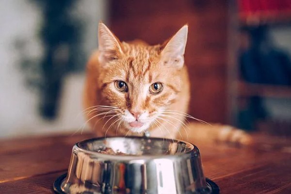 猫咪生食喂养更好吗，确实对身体健康有一定益处