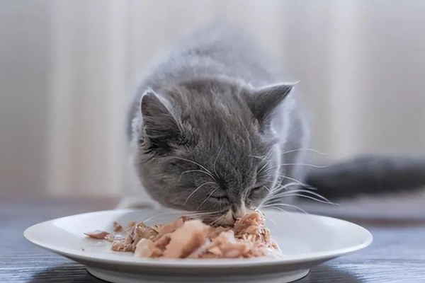 猫咪生食喂养更好吗，确实对身体健康有一定益处