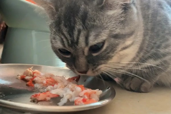 猫咪生食喂养更好吗，确实对身体健康有一定益处