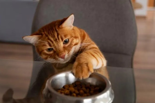 猫咪生食喂养更好吗，确实对身体健康有一定益处