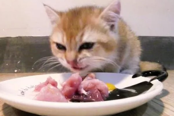 猫咪生食喂养更好吗，确实对身体健康有一定益处