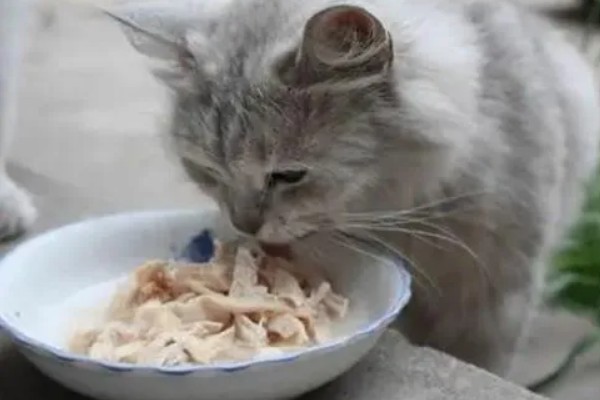 猫咪生食喂养更好吗，确实对身体健康有一定益处