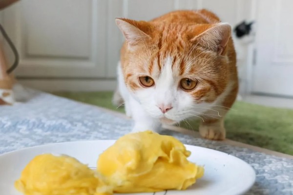 猫咪生食喂养更好吗，确实对身体健康有一定益处