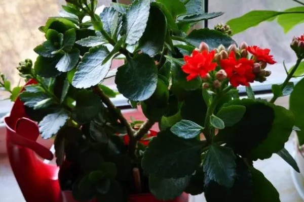 长寿花夏天能开花吗，夏季是可以开花的