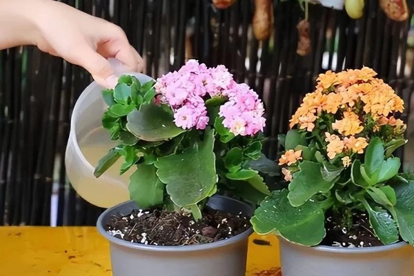 长寿花夏天能开花吗，夏季是可以开花的