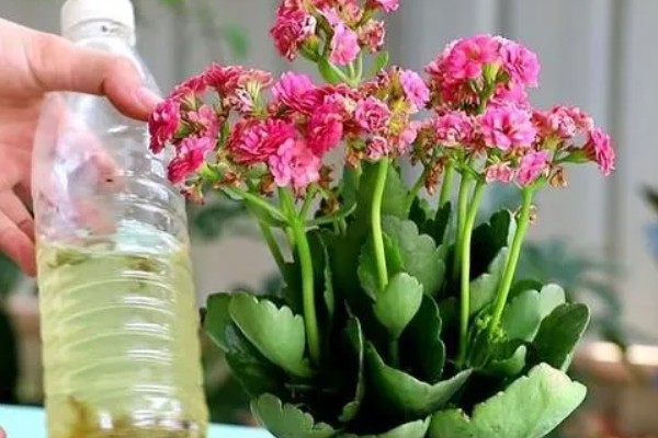 长寿花夏天能开花吗，夏季是可以开花的
