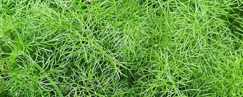 茴香怎么种植，株高达到7-8厘米时要追施尿素