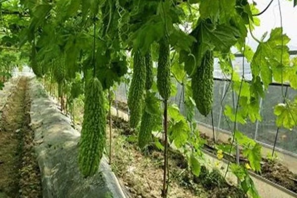 苦瓜什么时间种植好，北方通常在3-4月大棚种植