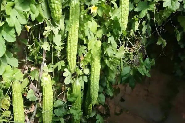 苦瓜什么时间种植好，北方通常在3-4月大棚种植