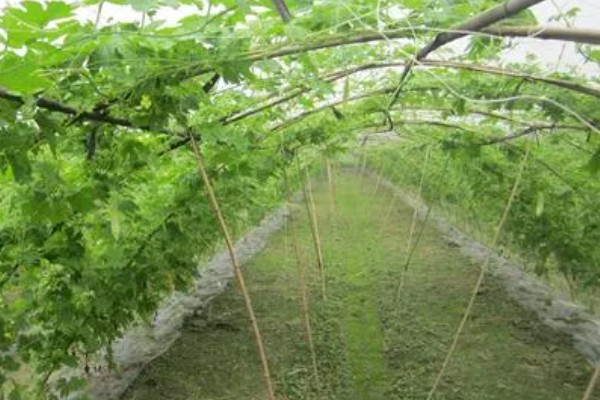 苦瓜什么时间种植好，北方通常在3-4月大棚种植