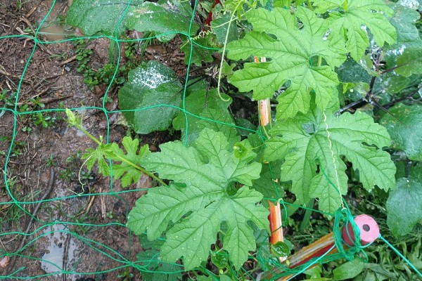 苦瓜什么时间种植好，北方通常在3-4月大棚种植