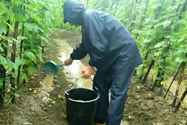 苦瓜什么时间种植好，北方通常在3-4月大棚种植