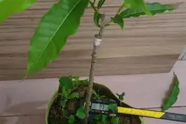 黄金果的养殖方法，夏季每天浇水1-2次