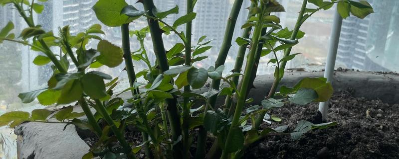 月季的施肥方法，春季萌芽期可施一次浓肥