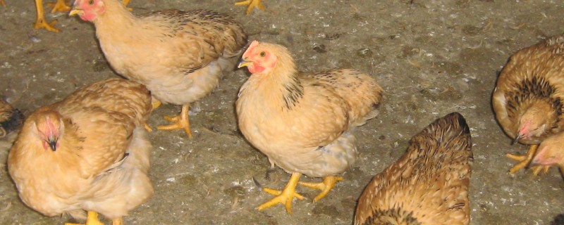 肉鸡的养殖注意事项，平时的管理一定要到位