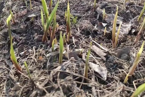 毛慈菇种子的育苗方法，种植前要先进行催芽