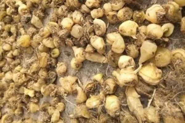 毛慈菇种子的育苗方法，种植前要先进行催芽