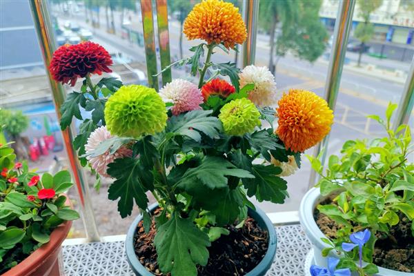 乒乓菊如何修剪，需及时剪除植株上枯黄的枝叶