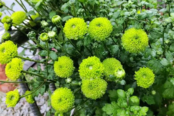 乒乓菊如何修剪，需及时剪除植株上枯黄的枝叶