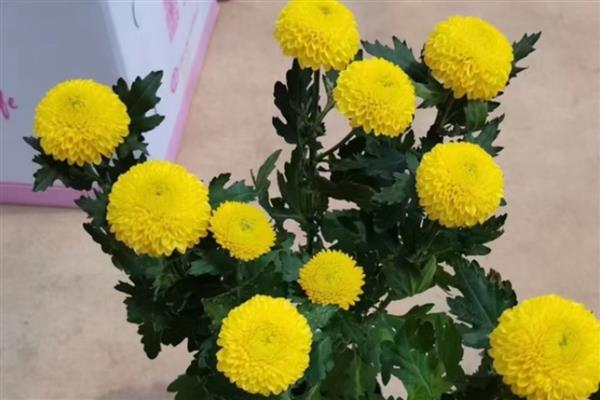 乒乓菊如何修剪，需及时剪除植株上枯黄的枝叶