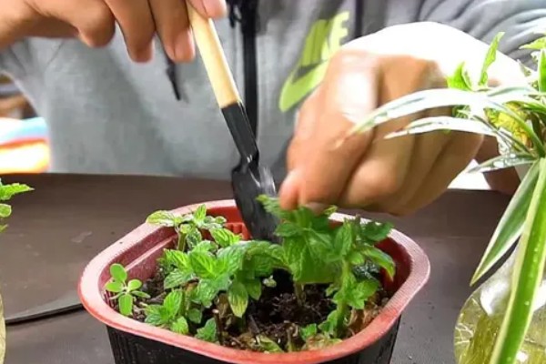薄荷干枯了怎么处理，适合生长在较为湿润的环境中