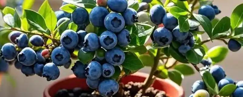 蓝莓在几月份移栽，通常是在夏季7月份移栽