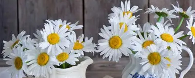 刚摘下来的菊花如何保存，可水培保存