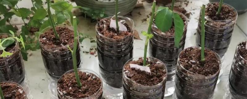 月季花扦插方法，通常在春季4-5月份扦插
