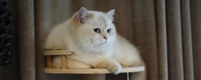 为什么猫咪不喜欢洗澡，主要原因是害怕水