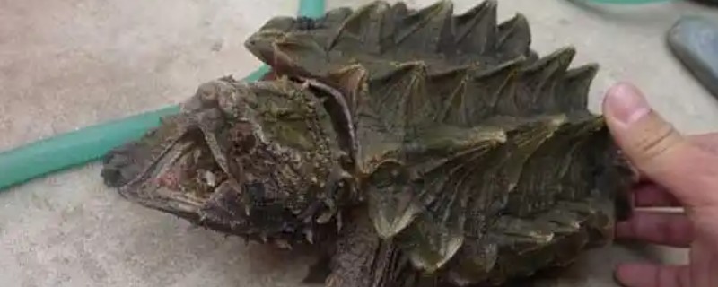 鳄龟秋季如何进行夜补光照，晚间9时至凌晨4时开灯