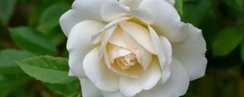 白玫瑰的花语，寓意心灵纯洁