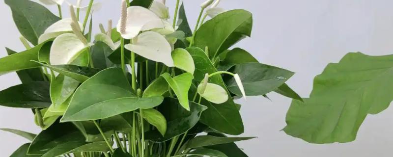 白掌叶子发黑的原因，可能是温度太低所致