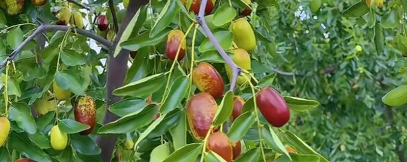 枣树的病害防治方法，不同病害的防治方法不同