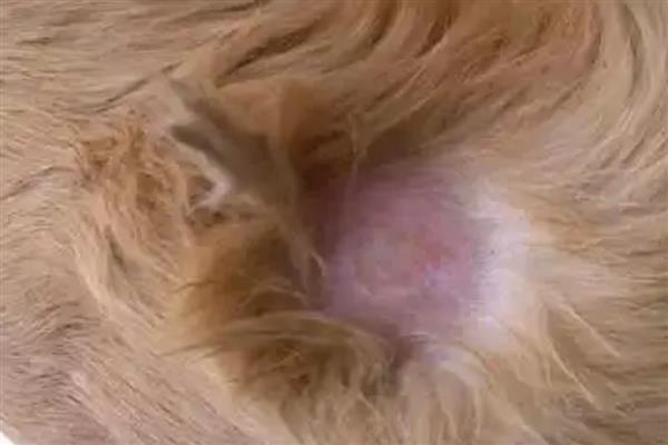 狗狗有哪类皮肤病，常见的有真菌性皮肤病、尘螨皮肤病等