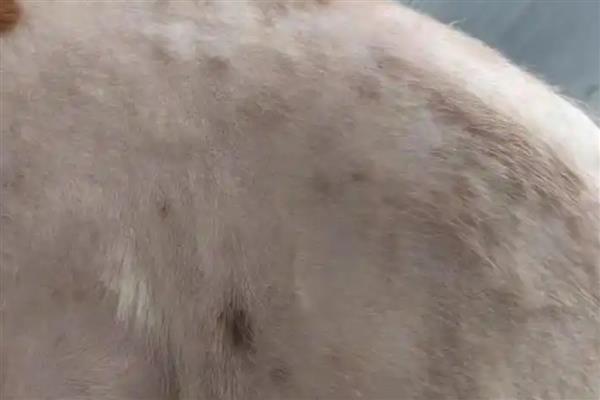 狗狗有哪类皮肤病，常见的有真菌性皮肤病、尘螨皮肤病等