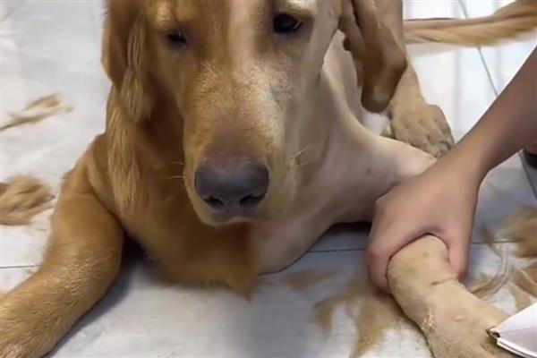 狗狗有哪类皮肤病，常见的有真菌性皮肤病、尘螨皮肤病等