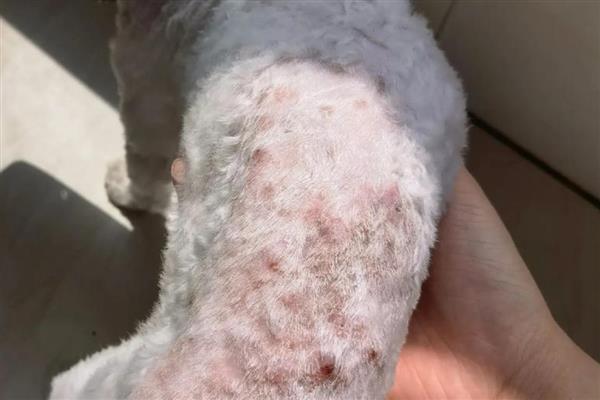 狗狗有哪类皮肤病，常见的有真菌性皮肤病、尘螨皮肤病等