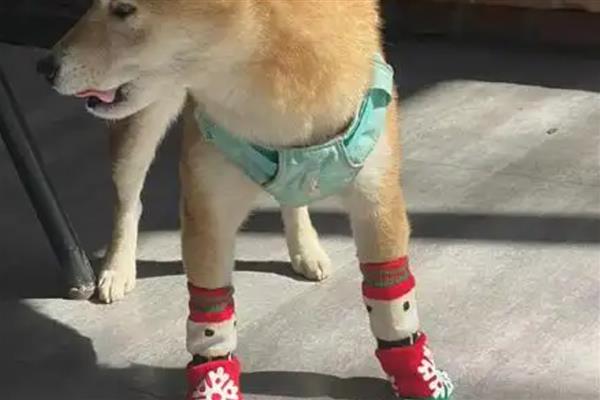 狗狗有哪类皮肤病，常见的有真菌性皮肤病、尘螨皮肤病等