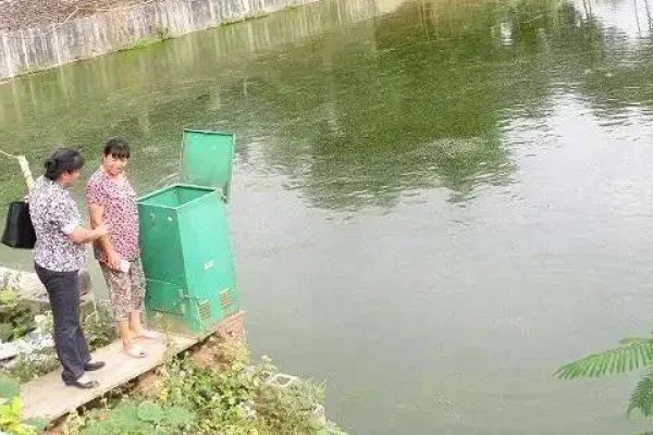 河豚如何日常管理，冬天要保持池塘水质的良好性