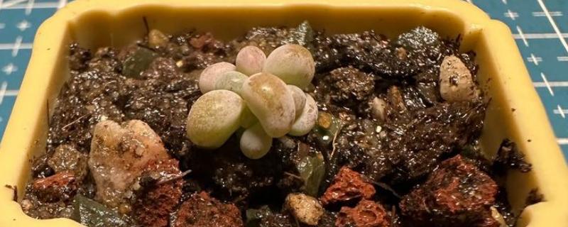 桃蛋叶插放牙签的原因，起到支撑保鲜膜的作用