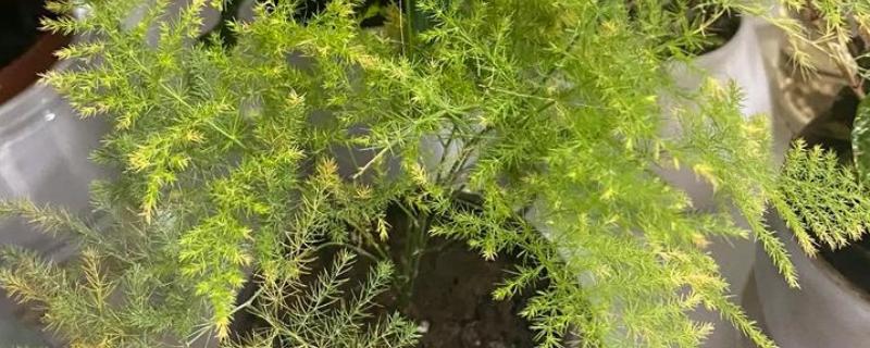 文竹叶子全部黄了如何处理，可以通过控温的方法加以挽救