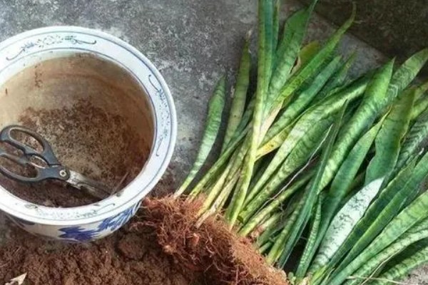 虎皮兰的换盆方法，建议选用较大的花盆