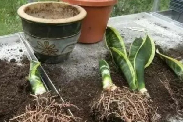 虎皮兰的换盆方法，建议选用较大的花盆