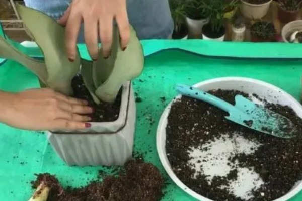 虎皮兰的换盆方法，建议选用较大的花盆